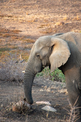 Fototapeta premium elephant in south africa