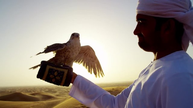 Tethered falcon on gloved wrist of male Arab owner in sunset silhouette