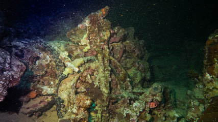 tropical fish in coral reef