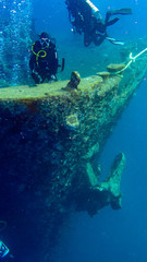diver and fish