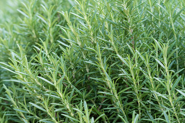 Green leaves of thyme.