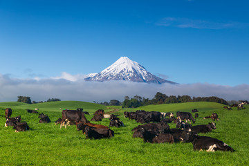 Mount Taranaki with snow capped under the blue sky with grass field and cows as a foreground in the...