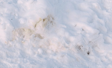 Obraz premium Excrement of Pets in the snow in the winter Park.