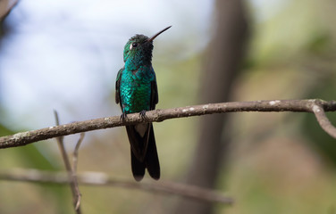 Cuban emerald male who sits on a dry branch in the shade on a sunny day