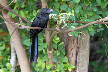 smooth-billed ani tree that sits on a tree branch at the edge of the forest