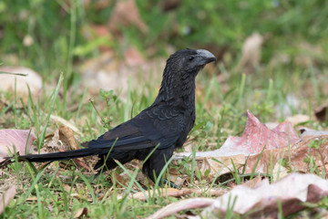 smooth-billed ani who stands in a meadow among tall grass on a sunny day