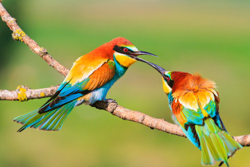 colored bird touching the beak