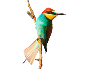 colorful funny bird on a branch isolated on white