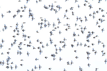 flock of birds flies nicely in the sky