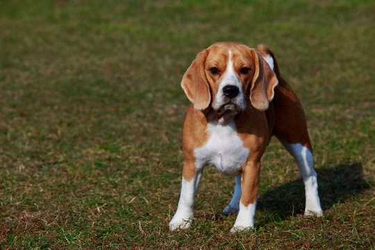 Dog breed beagle