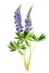 Obraz premium lupine flower isolated on white background