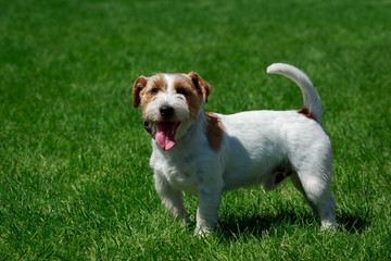 Dog breed Jack Russell terrier
