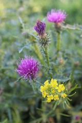 Milk thistles (Silybum marianum)