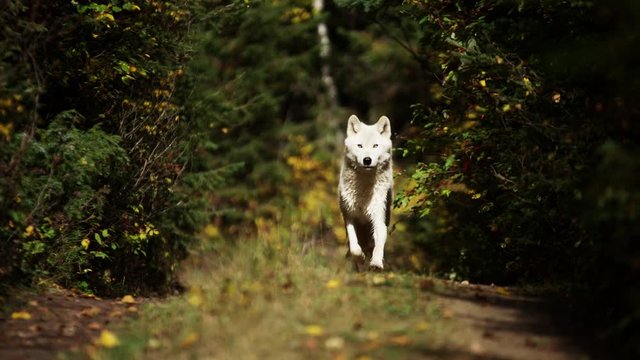 Powerful North American wolf in woodland wilderness