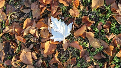 White Poplar Populus alba 'Raket' leaves
