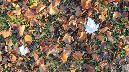 White Poplar Populus alba 'Raket' leaves