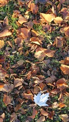 White Poplar Populus alba 'Raket' leaves
