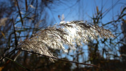 Seed head of common reed (Phragmites) 
