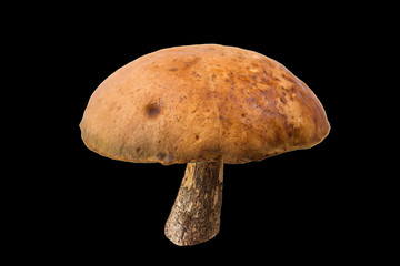 fresh boletus mushrooms on black background