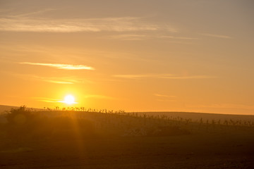 The sun at dawn by the Guadiana river