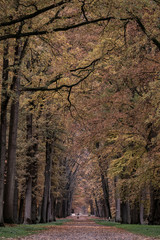 Forest lane in the autumn at the 'Lochemse berg' in the Netherlands