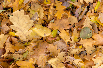 Autumnal colorful oak and beech leaves. Full frame as background