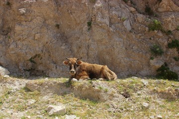 Cow is resting in the sun