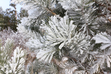 Pine branches in the snow in winter