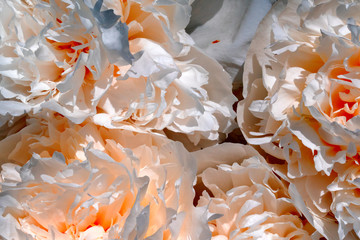 peony close as natural background, different colors, as a natural background or texture.