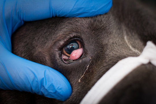 Cane corso with cherry eye, prepared for surgery. Prolapsed nictitans gland