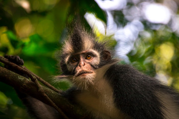  Thomas's langur, Presbytis thomasi, a cercopithecid monkey endemic to the jungles of the northern Sumatra, Indonesia. We can see them during a trekking through the rainforest.