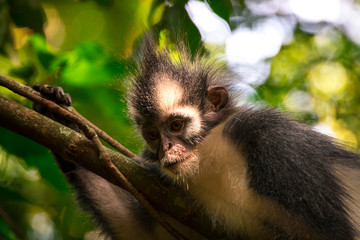  Thomas's langur, Presbytis thomasi, a cercopithecid monkey endemic to the jungles of the northern Sumatra, Indonesia. We can see them during a trekking through the rainforest.