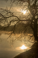 Solitary tree next to the guadiana at dawn