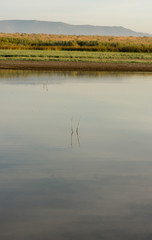 Reflections of the branches in the river in daimiel tables