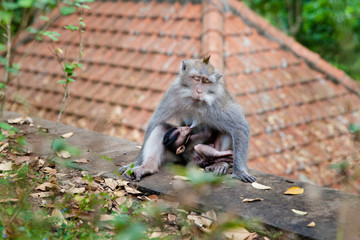 Mother monkey feeds her cub. Monkey forest in Bali.