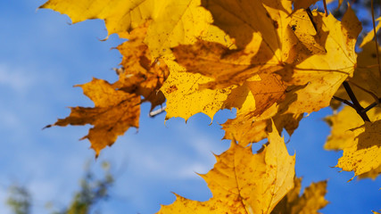 golden leaves colors of a mirabelle tree