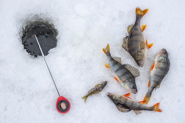 Winter Ice fishing concept. Perch fish and tackle lies on snow.