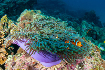 Naklejka na ściany i meble A family of cute False Clownfish in a colorful anemone on a tropical coral reef