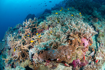 Naklejka na ściany i meble A tropical coral reef ecosystem