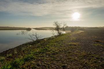 Solitary tree next to the guadiana at dawn