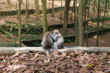 Two monkeys are looking for fleas from each other. Monkey forest in Bali.