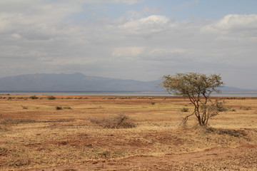 Fototapeta na wymiar prickly Acacia tree in the Serengeti