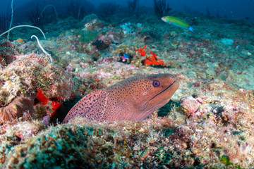 Moray Eel hiding in a hole on a dark coral reef in Thailand
