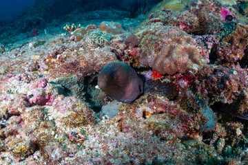 Fototapeta na wymiar Giant Moray Eel hiding in a hole on a dark, tropical coral reef
