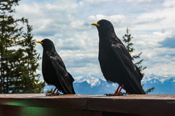 alpine jackdaws sit on the railing of the terrace of the restaurant near the Eisriesenwelt in the Austrian Alps