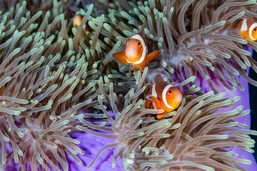 Fototapeta na wymiar Cute, friendly Clownfish in an anemone on a tropical coral reef