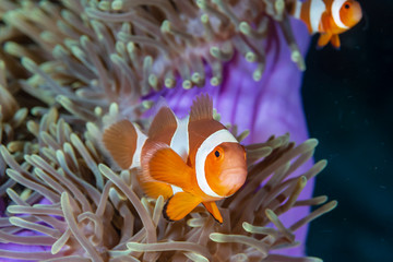 Cute, friendly Clownfish in an anemone on a tropical coral reef