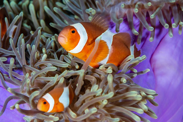 Cute, friendly Clownfish in an anemone on a tropical coral reef