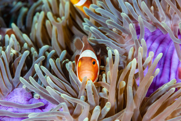 Cute, friendly Clownfish in an anemone on a tropical coral reef