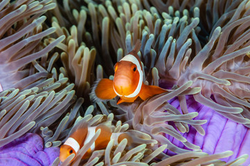 Cute, friendly Clownfish in an anemone on a tropical coral reef